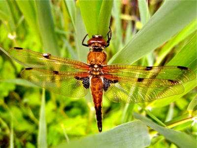 Zondagochtend, afwisselend zonnig en bewolkt. De libel zat stil in de zon en ik kon er goed dichtbij komen.