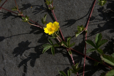 Het vijfvingerkruid had ook last van de droogte, te zien aan de omgekrulde bladranden.