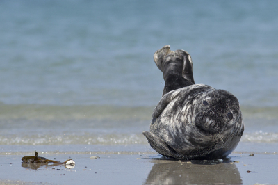 Begin mei een paar prachtige dagen mogen meemaken op helgoland en dune. Ik had nog nooit wilde zeehonden gezien. Op een foto heel moeilijk het gedrag en omstandigheden vast te leggen. Dit is voor mij ook slechts een registratieplaatje , maar ben er voor mijn eerste serie zeehonden tevreden mee.