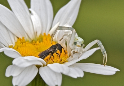 Actie, dacht ik, maar de spin reageerde nauwelijks en het metselbijtje vloog gewoon weer weg.
Genomen vanaf statief met 180mm macro plus tussenring.