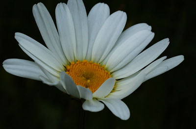 bewolkt weer. Een veld met wilde bloemen kon ik niet voorbij lopen. Een mooie plek voor insecten.