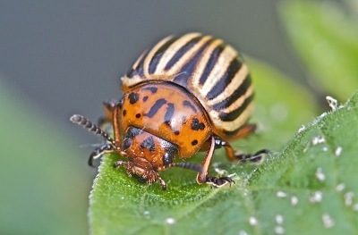 Dit vraatzuchtig kevertje, o.a. schadelijk voor de aardappel en andere nachtschade-achtigen, scharrelde wat rond op planten aan de rand van de vijver.
Opname gemaakt vanaf statief met 180mm macro, met tussenring.