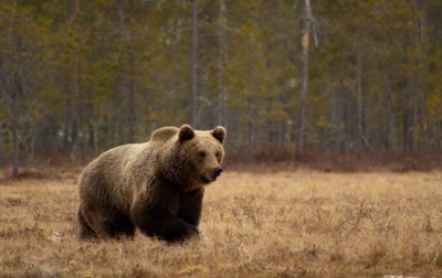 Een avond en nacht spenderen in een fotohut in Finland levert mooie ontmoetingen met beren op.