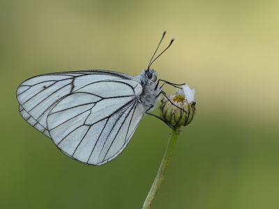 Vorige week zaterdag ben ik met me vader en  Louis en john naar Belgi� geweest.  Deze heb ik in Belgi� gemaakt.