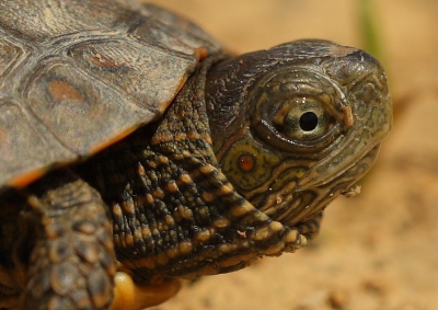 Veel water dit voorjaar in Extremadura en dan zijn Moorse beekschildpadden lastig te benaderen/fotograferen. Maar dit jonge exemplaar werkte mee. Vind dit wel een leuke close up van het moment waarop zijn/haar ingetrokken kop weer langzaam terugkomt.