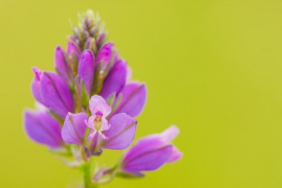 Op een mooie ochtend vond ik dit zeldzaam bloemtje op een kalkgraslandje.
