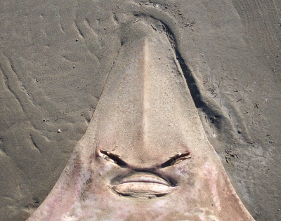 <i class='fa fa-user'></i>&nbsp;luc hoogenstein&nbsp;| Wie het weet...&nbsp; <i class='fa fa-eye'>&nbsp;348</i> &nbsp; <i class='fa fa-comment-o'>&nbsp;11</i>