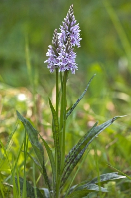 Er waren heel wat veldjes die vol stonden met deze prachtige orchideen.