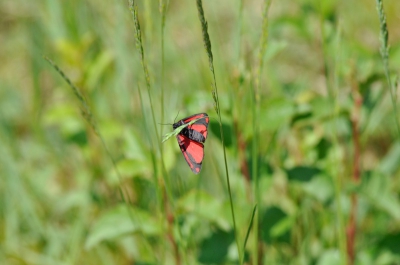 Deze fladderde rustig door het gras. Vreemde maar prachtige verschijning. Moeilijk te schieten.