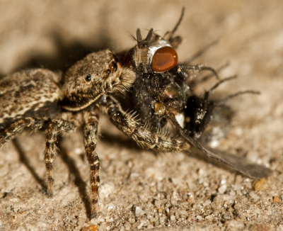 Deze spin trok mijn aandacht toen ik hem met de vlieg zag worstelen op de vloer van een spuisluis. Gelukkig had ik mijn macrolens bij :) Helaas wel moeten flitsen aangezien het schemerig was en ik geen statief bij had.