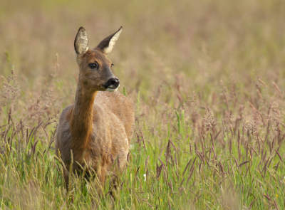 Het was al weer een tijdje geleden dat ik mijn favoriete plekje had bezocht voor het fotograferen van reeen, de wind stond gunstig dus.... Bij aankomst stond deze dame al rustig in het weiland te grazen, ik heb een uurtje of twee van haar kunnen genieten, een leuk aantal foto's gemaakt en daarna de plek stilletjes verlaten.