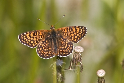 Het zijn prachtige vlindertjes, deze Parelmoertjes. Ze waren wel erg vliegerig, dus gewoon wat geduld hebben en wachten tot er n even gaat zitten en dan nog, net scherp gesteld en weg is ie.
Hier lukte het dan toch. 
Opname gemaakt vanaf pootstatief met een 300 mm plus 1.4. converter.