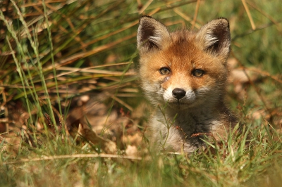 Hier heb ik al 4 jaar van gedroomd: jonge vosjes fotograferen. Dit was 1 van de 2 oudere vosjes die een stuk schuwer waren dan de 2 jongste. De oudere waren wel mooier, voller van kleur. Na een tijdje zitten kwam dit vosje een kijkje nemen, en nadat ik een foto van hem gemaakt had ging hij vlak bij mij, uit het zicht, liggen zonnen. Een schitterende ervaring!