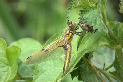 leuk om te zien hoe een libelle zich klaar maakt om via drogen en strekken van de vleugels aan z'n eerste reis gaat beginne