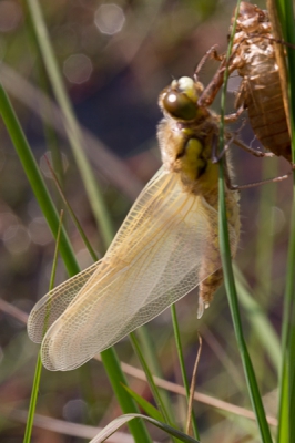 's Morgensvroeg om 5:30 opgestaan om er achter te komen dat er buiten een dichte mist hing, niet echt de ideale omstandigheden om mooie natuurfoto's te maken. Gelukkig zag ik op een gegeven moment de larve van een viervlek in het riet. De hele ochtend er een beetje in de buurt gebleven om het uitsluipen van de viervlek van nabij te volgen en vast te leggen. Wat een bijzonder moment om dit eens live te kunnen zien!