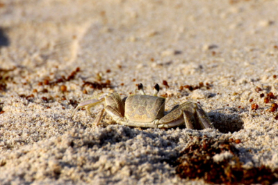 Veel krabbetjes op het strand, die razend snel in en uit hun hol kropen. Dit om de hongerige meeuwen te slim af te zijn.
