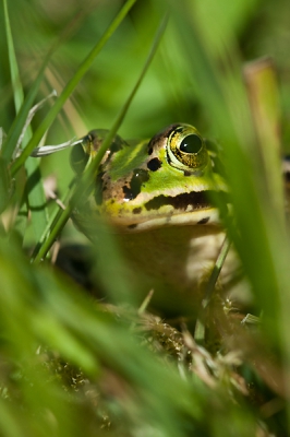 's morgensvroeg, plat op de grond met een macrolens gemaakt. Ik vond het wel mooi om het gras erbij te hebben en op deze manier te laten zien hoe de wereld voor zo'n kikker eruit ziet.