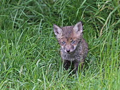 Ik weet het, je moet wilde dieren nooit als lief en leuk omschrijven, maar toch, zo'n nat jong vosje....