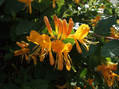 De kamperfoelie stond geweldig in bloei en werd druk bezcht door de bijen.De foto is genomen op een zonnige namiddag.