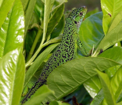 Ik had ze al een paar keer gezien langs de mooie ruige Bretonse kust, maar kon er nog geen mooie shot van nemen. Toen dook er een op in de tuin van ons vakantieadres, zodat ik wat meer tijd had. Deze ging ook duidelijk voor de zon, want de vliegen die je in beeld ziet gingen ook gewoon op zijn kop zitten zonder dat hij aanstalten maakte van een welverdiende lunch te genieten.