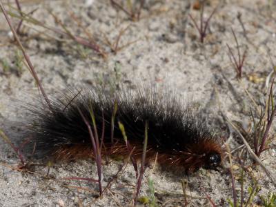 De foto is uit de hand gemaakt. Het was een half bewolkte dag.