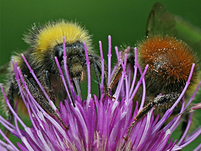Een voor- en achterzijde op een foto.
Met veel wind uit de hand genomen.