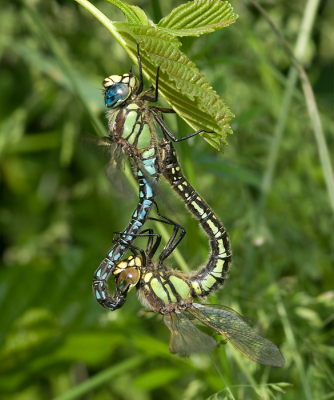 Deze trof ik aan op een blad. Wat een ingenieus geheel