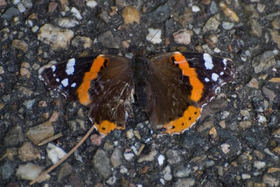 Tijdens het wandelen zat deze vlinder op de grond. Vond het wel een leuke combinatie op die stene,