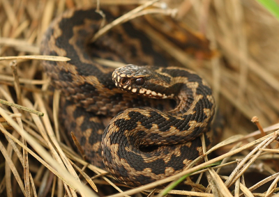 Meestal zijn ze snel weg en vind je ze niet meer terug. Maar deze jonge adder trok zich rustig terug onder een boom (dus helaas wel wat weinig licht) en liet zich daar rustig fotograferen.
