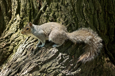 Deze Eekhoorn kwam ik tegen in een parkachtige, druk bezochte, omgeving. Hij was duidelijk aan mensen gewend en wilde even mooi poseren op de stam van een boom. Dat zag er beter uit dan in het groene gras.