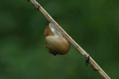 NikonD70s,Tamron 90mm, 1/160 F8, ISO200, uit de hand
Met de Tamron op pad geweest. Deze foto vond ik wel mooi vanwege de groene egale achtergrond.