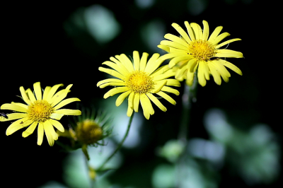 Er stonden er nogal wat. Deze drie onder wat bomen vormden wel een aardige compositie. Vandaar de keuze.