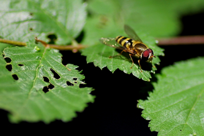 Vele zweefvliegen zweefden in het zonnetje rond een boompje en rustten bij tijd en wijle even uit op een blaadje.