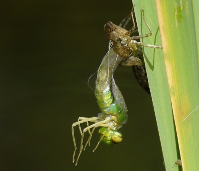 Vrij hard licht toen deze foto gemaakt werd maar het was de eerste keer dat ik het uitsluipen van de Keizerlibel van begin tot einde kon mee maken en dat proces duurt een tijdje ..maar geweldig om te zien.
