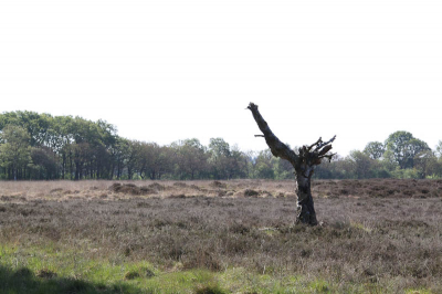 tijdens workshop, met statief gemaakt. ochtend met veel zon en weinig wind. diverse instellingen geprobeerd