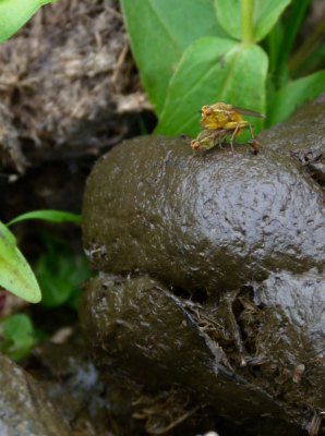 Adem inhouden, macrostand inschakelen, even het goede licht afwachten en schieten maar.