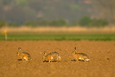 Spelende hazen in de Ooijpolder in het vroege ochtendlicht.