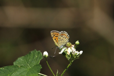 Vanuit een kijkhut met de 500 mm lens, t was het proberen waard om de vlinder er van deze afstand goed op te krijgen.