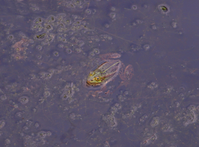 Kwakend onder vrij donkere lucht. groepen groene kikkers spec. luid kwakend in een sloot vol veenmos