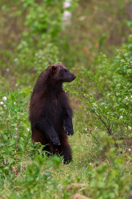 Tijdens vorige Finse natuurbelevingen altijd gehoopt op een veelvraat, maar tot vorige week slechts 1 keer een glimpje opgevangen van deze mooie schuwe en zeldzame marterachtige (nog ~130 in Finland en ~750 in geheel Scandinavi ).  De laatste trip was echter verrassend goed en heb ik een aantal mooie opnamen kunnen maken en van het gedrag van deze dieren kunnen genieten. Op deze opname speurt de veelvraat even in het rond op de achterpoten. Op de foto is nog net te zien dat het waarschijnlijk een zogend wijfje betreft, hetgeen past in deze tijd van het jaar.