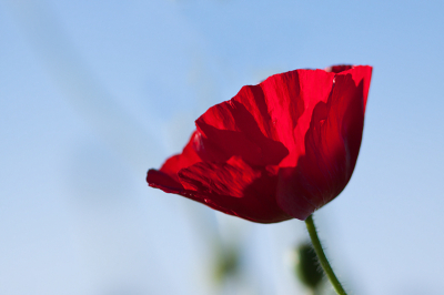 Het waaide ontzettend hard, maar toch een poging gedaan om de kaproos mooi neer te zetten tegen de blauwe lucht.