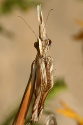 <i class='fa fa-user'></i> Roy Kleukers | Empusa pennata  <i class='fa fa-eye'> 166</i>   <i class='fa fa-comment-o'> 3</i>