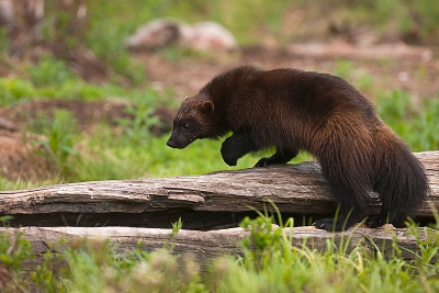 De veelvraat is een carnivoor maar ook opportunistisch en  zoekt erg actief in z'n habitat naar allerlei opties, het zijn erg bewegelijke dieren.