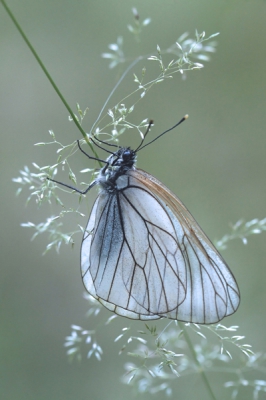 De vlinder hing in de schaduw, terwijl het in de zon al knap warm was.
Een klein engeltje leek het wel.