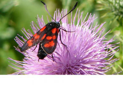 Dreigende onweer opkomst. Af en toe een drupje regen.
Samen met Hans gemaakt.