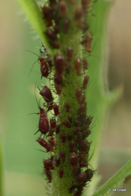 Droog en bewolkt weer.
Bos en heide gebied
tussen ring van jaap geleend.