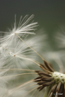 droog en bewolkt weer.
's middags fot genomen. weinig wind