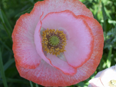 Deze roze klaproos met geel hart stond langs de kant van de weg, buiten de bebouwde kom. Ik kan er niet achter komen wat voor soort het is, bij de gecultiveerde planten ook niet kunnen ontdekken.