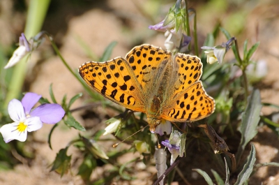 Vandaag even de duinen ingegaan. vond het erg leuk om de Kleine Parelmoervlinder te zien en fotograferen.