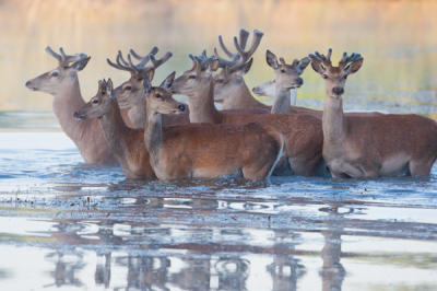 Reeds vele malen vroeg in de morgen op wacht in de mobiele kijkhut en opeens de laatste morgen kwamen ze af en liepen ze het water in, "oneindig veel geduld wordt altijd seffens beloond", zegt de spreuk en dat is wel zo!!!! Was reuzeblij, mijn dag kon niet meer stuk!
